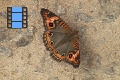 Scene 31_Junonia 2